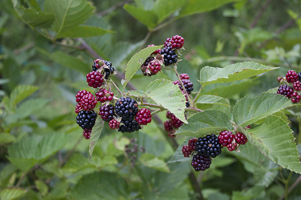 Wild blackberries (Copy)
