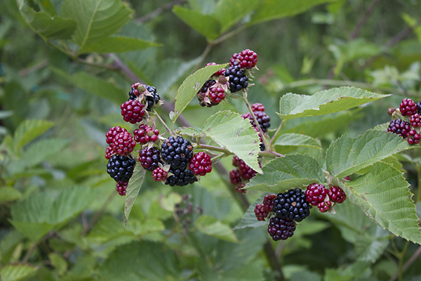 Wild blackberries