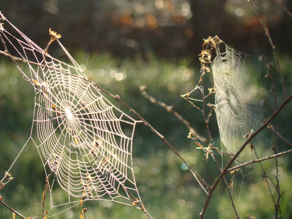 Dewy webs