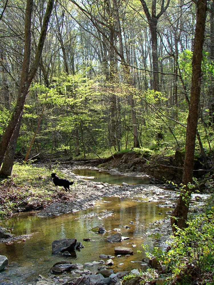 Creek in the woods