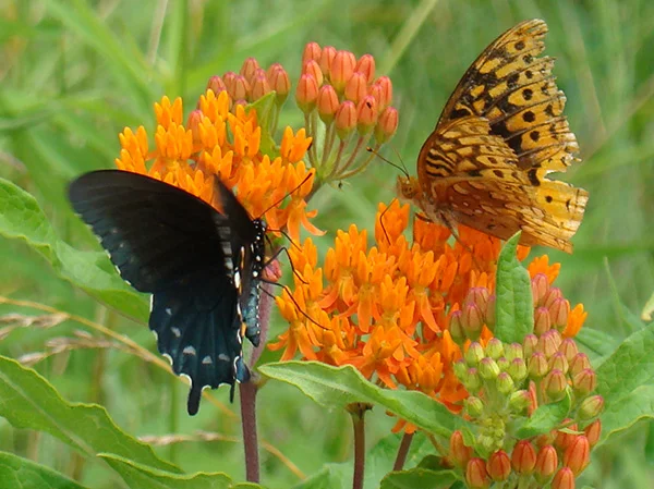 Butterflies on wild asclepias