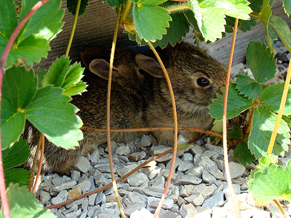 Little visitors - baby rabbits