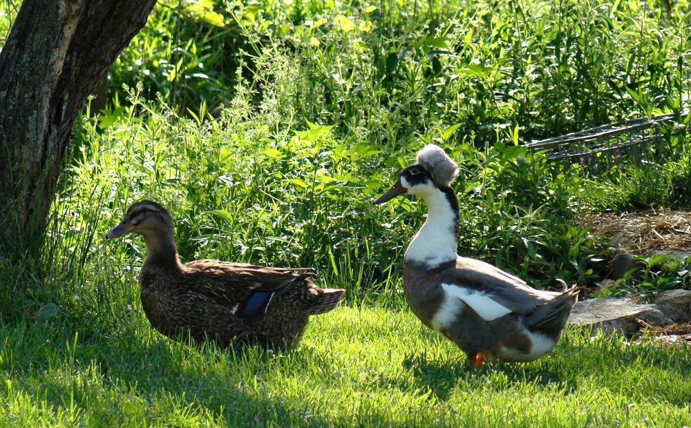 Ducks