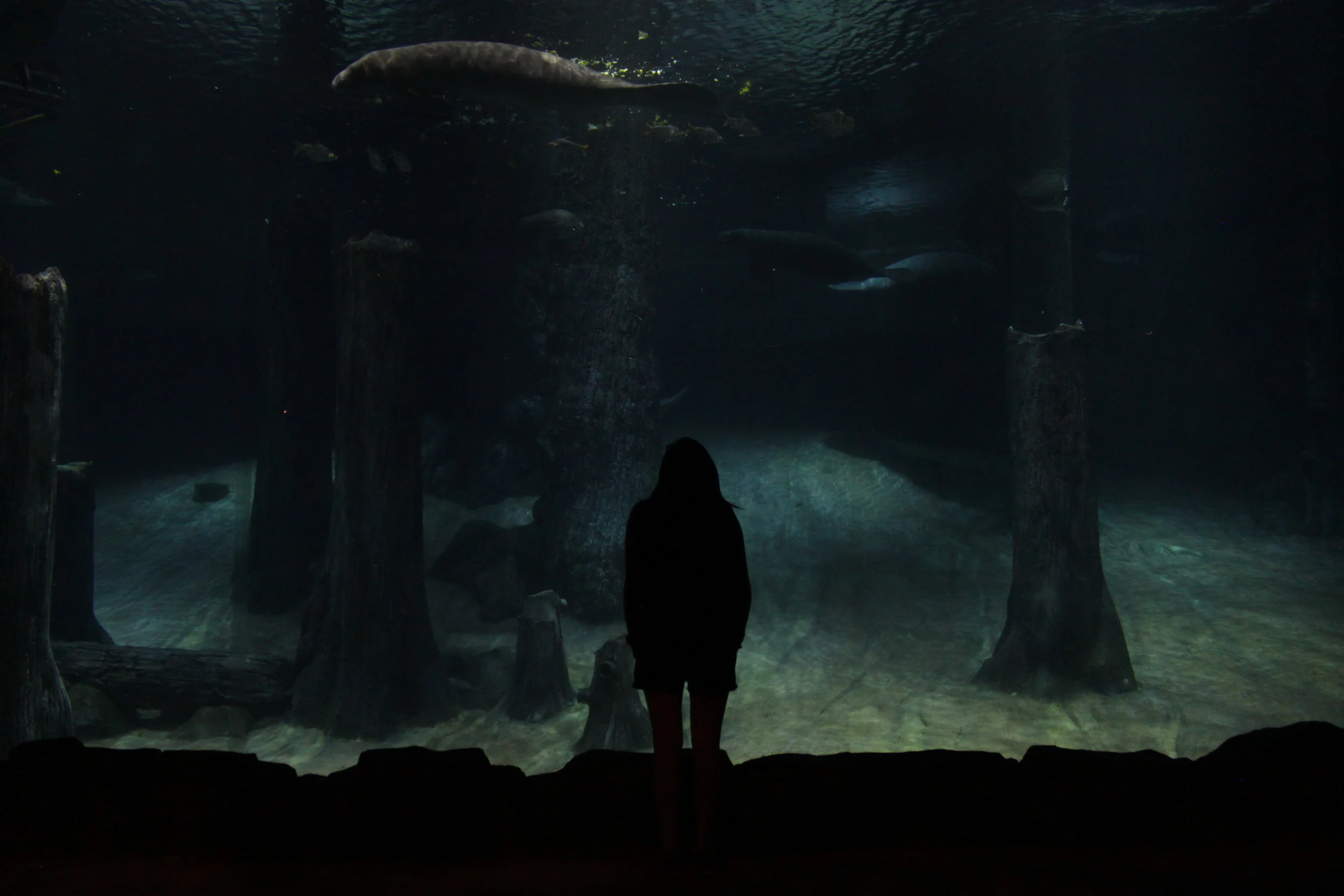 Singapore Zoo, River Safari, Night Safari