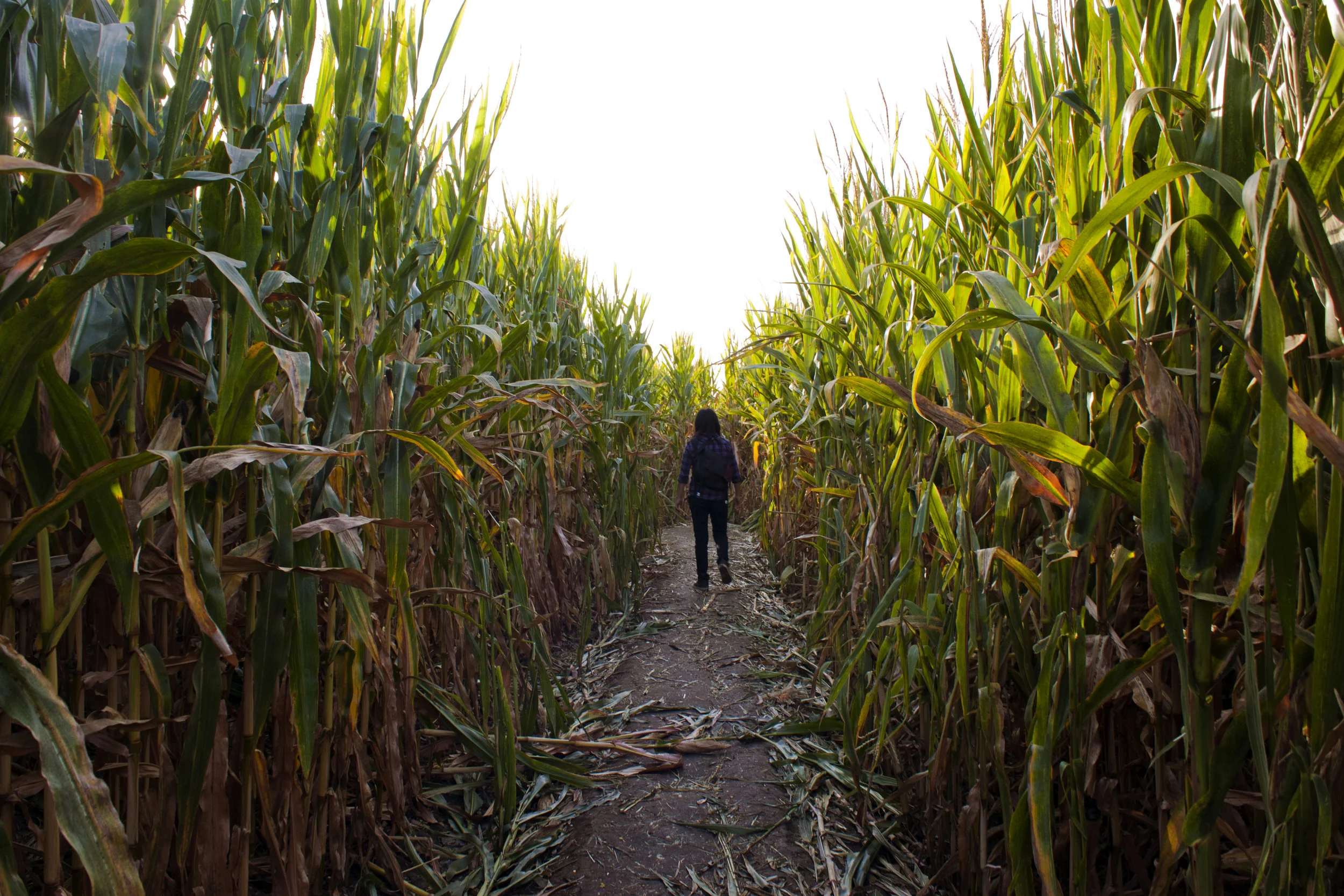 Getting Lost In The World's Largest Corn Maze
