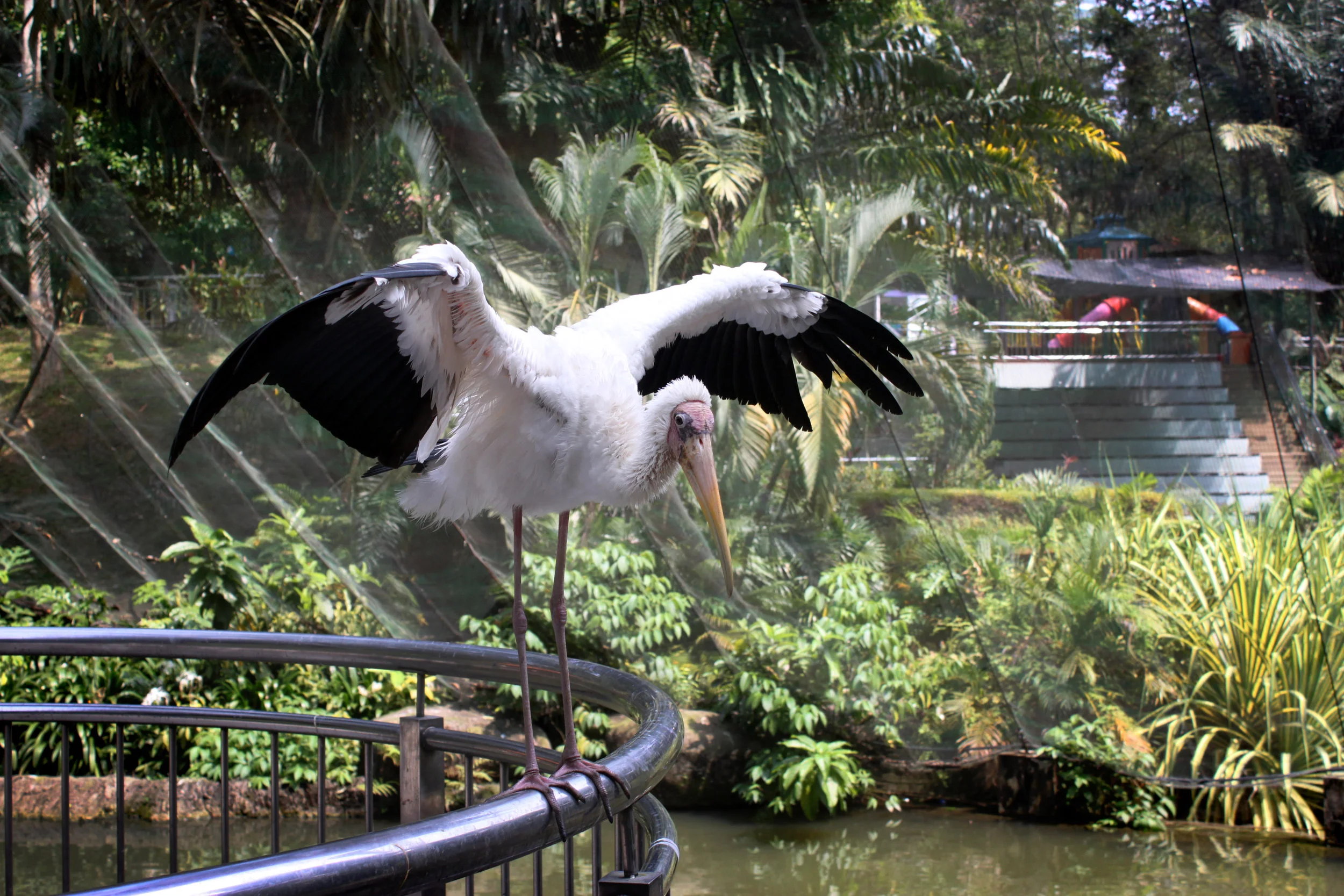 Bird Watching At The Largest Walk-In Aviary
