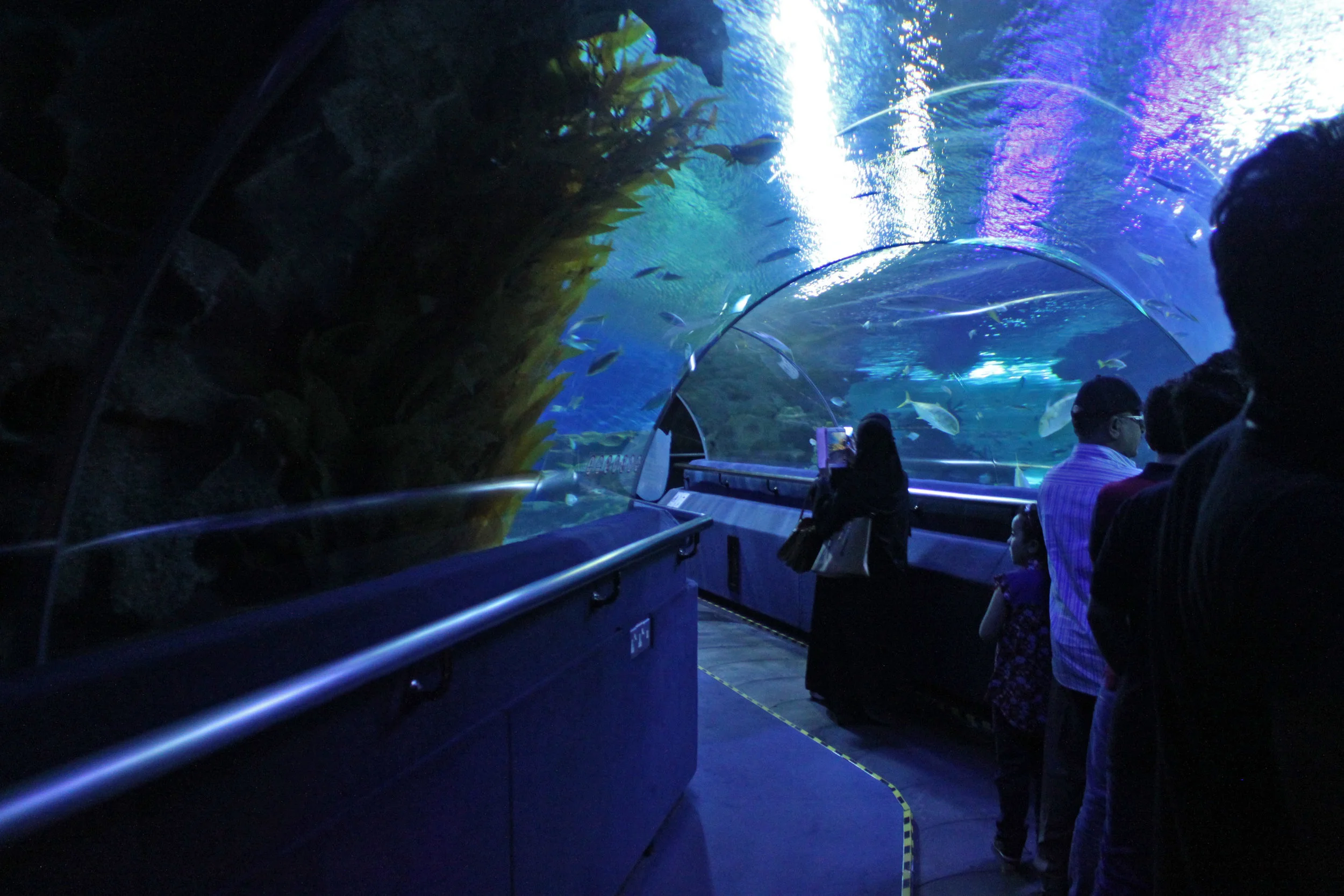 Piranha Feeding Madness In Kuala Lumpur
