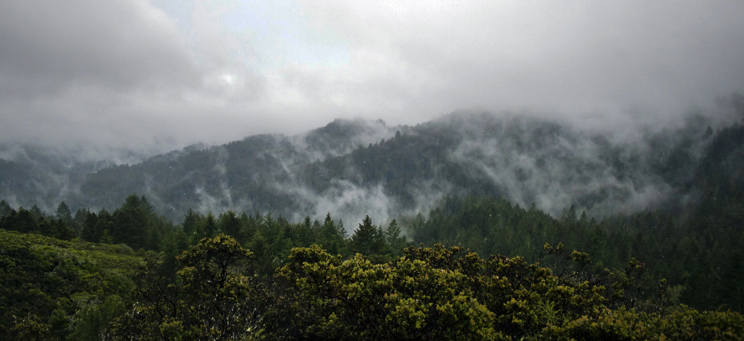 2 Days in the Rain - Mt. Tam