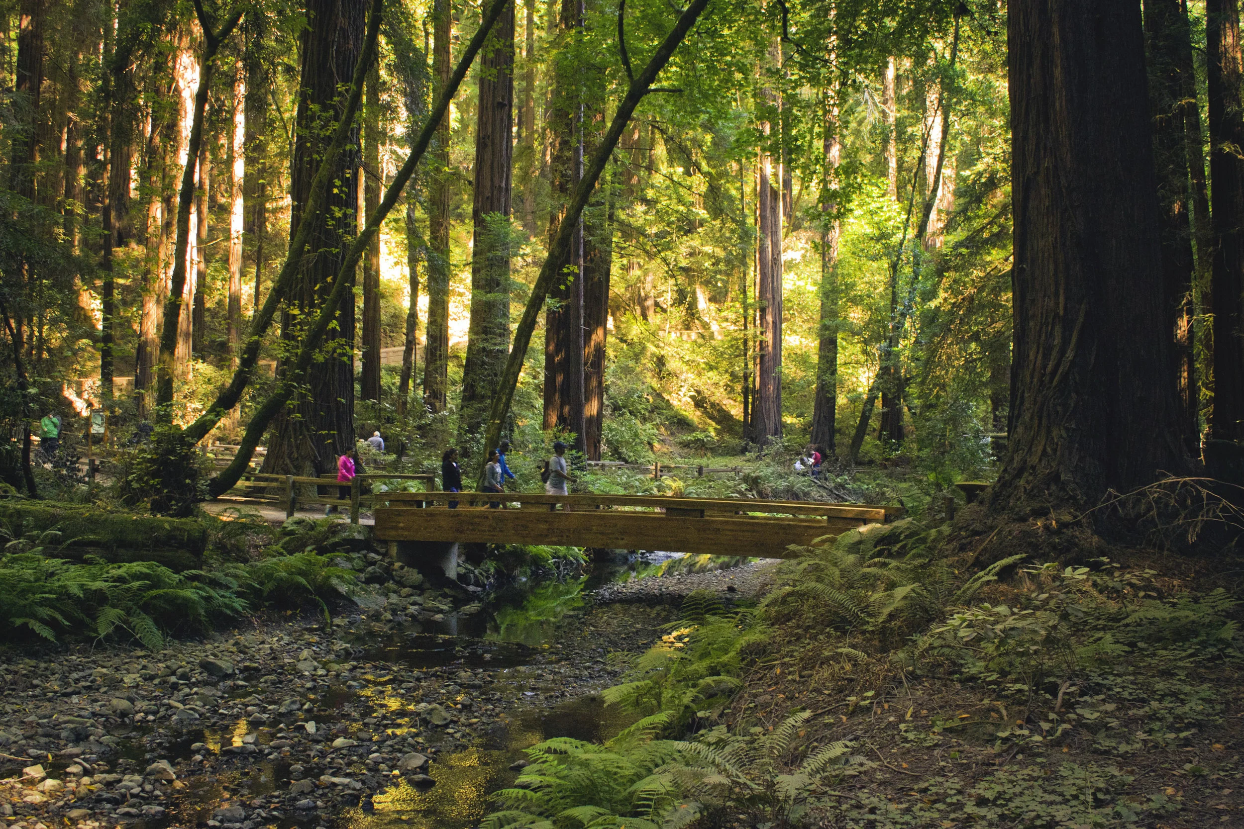 Feels Like Jurassic Park - Muir Woods
