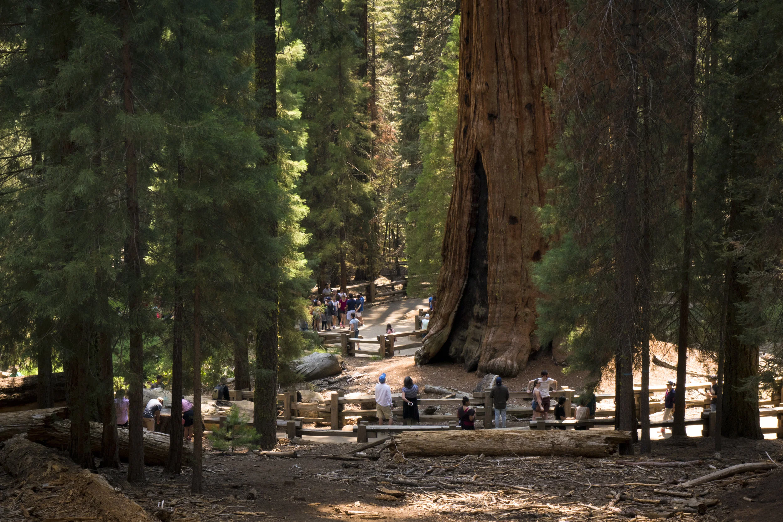 Sequoia National Park