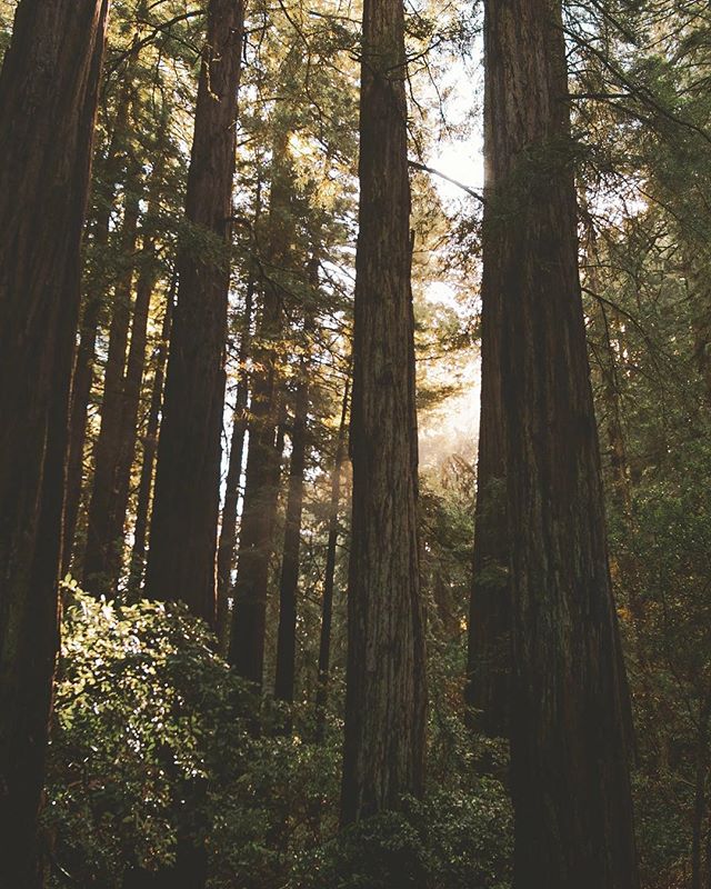 Spring is here! Where is everyone headed this season?
.
.
.
.
#explorecalifornia #outdooradventures #ig_travel #optoutside #moodygrams #takemoreadventures #nature #theoutbound #hiker_collective #getoutdoors #stayandwander #adventureculture #moodnatio