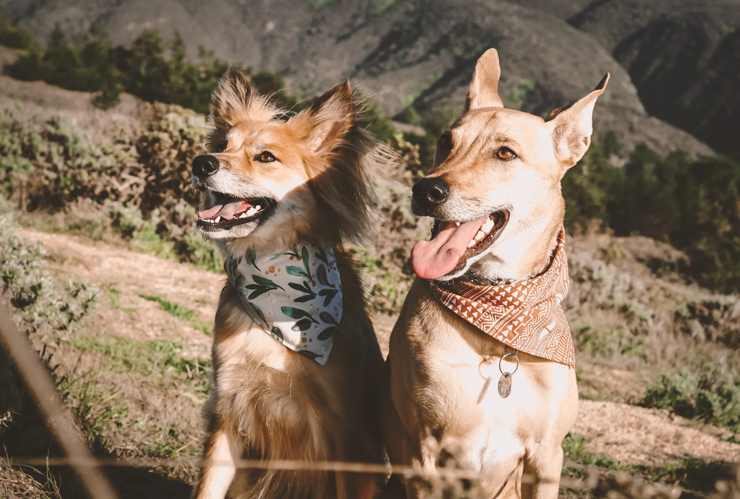Hiking In Pacifica With Dogs