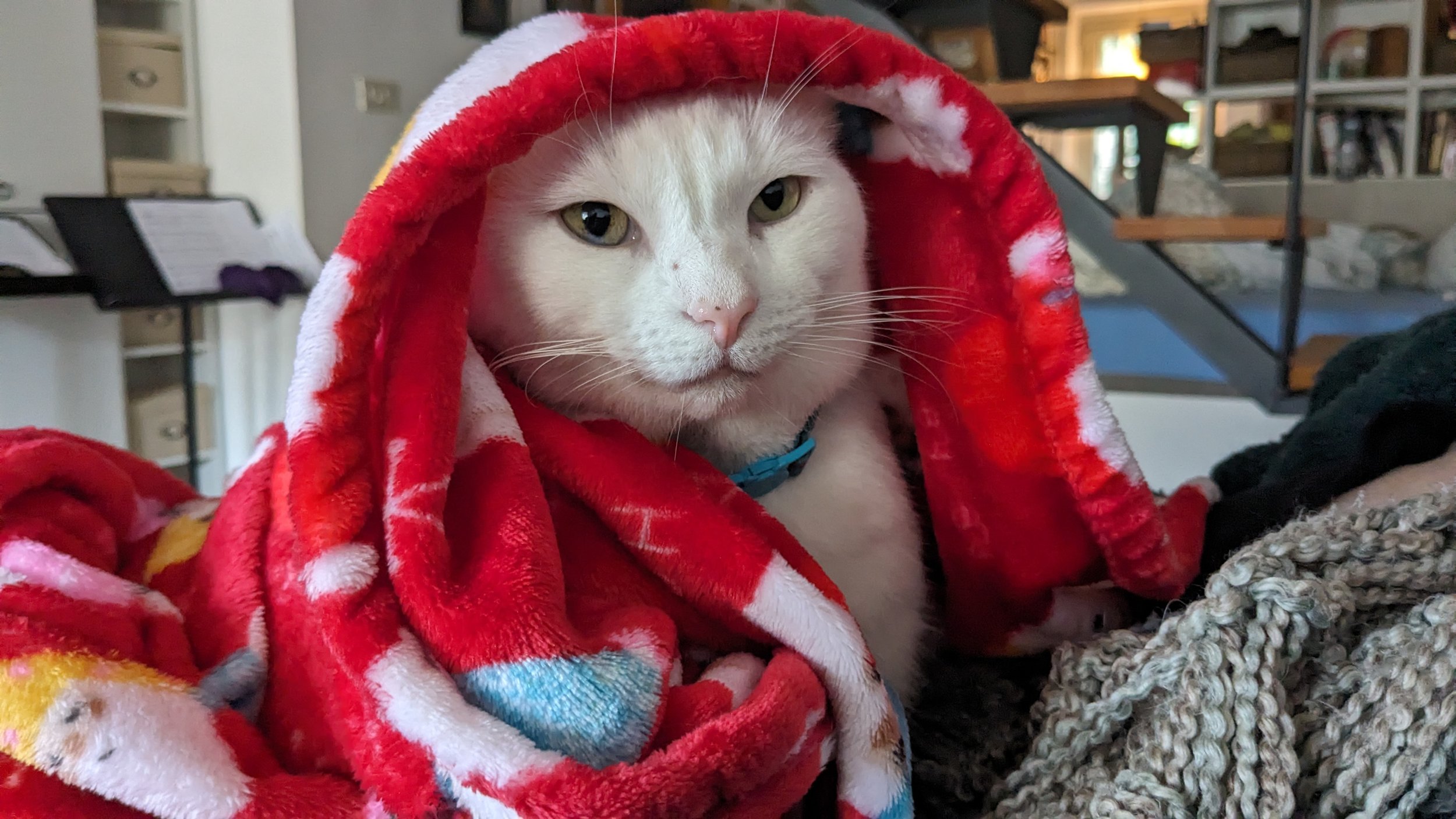 Little Roads Europe Christmas cat.jpg
