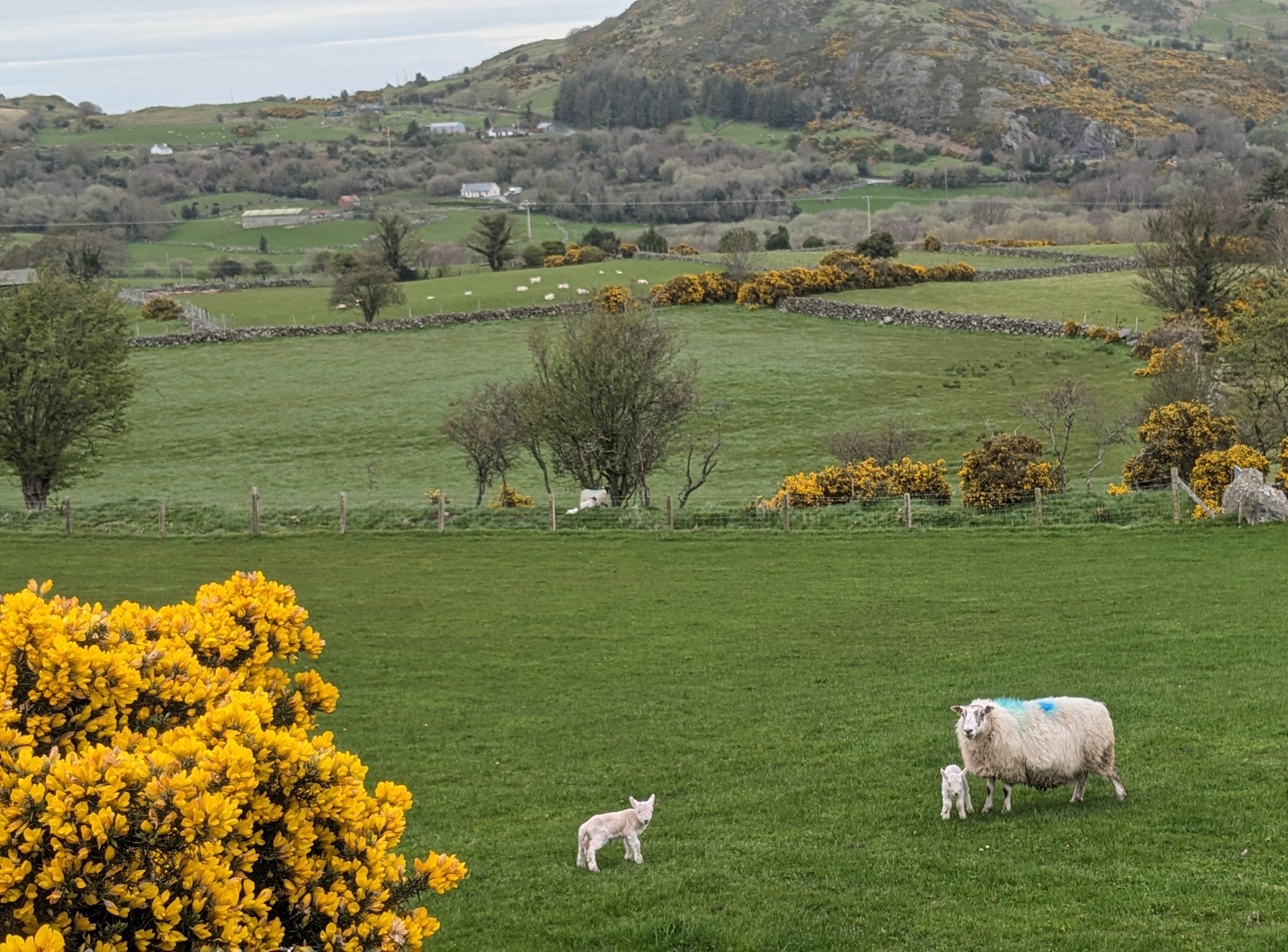 Little Roads Europe Ireland countryside lambs sheep.jpg