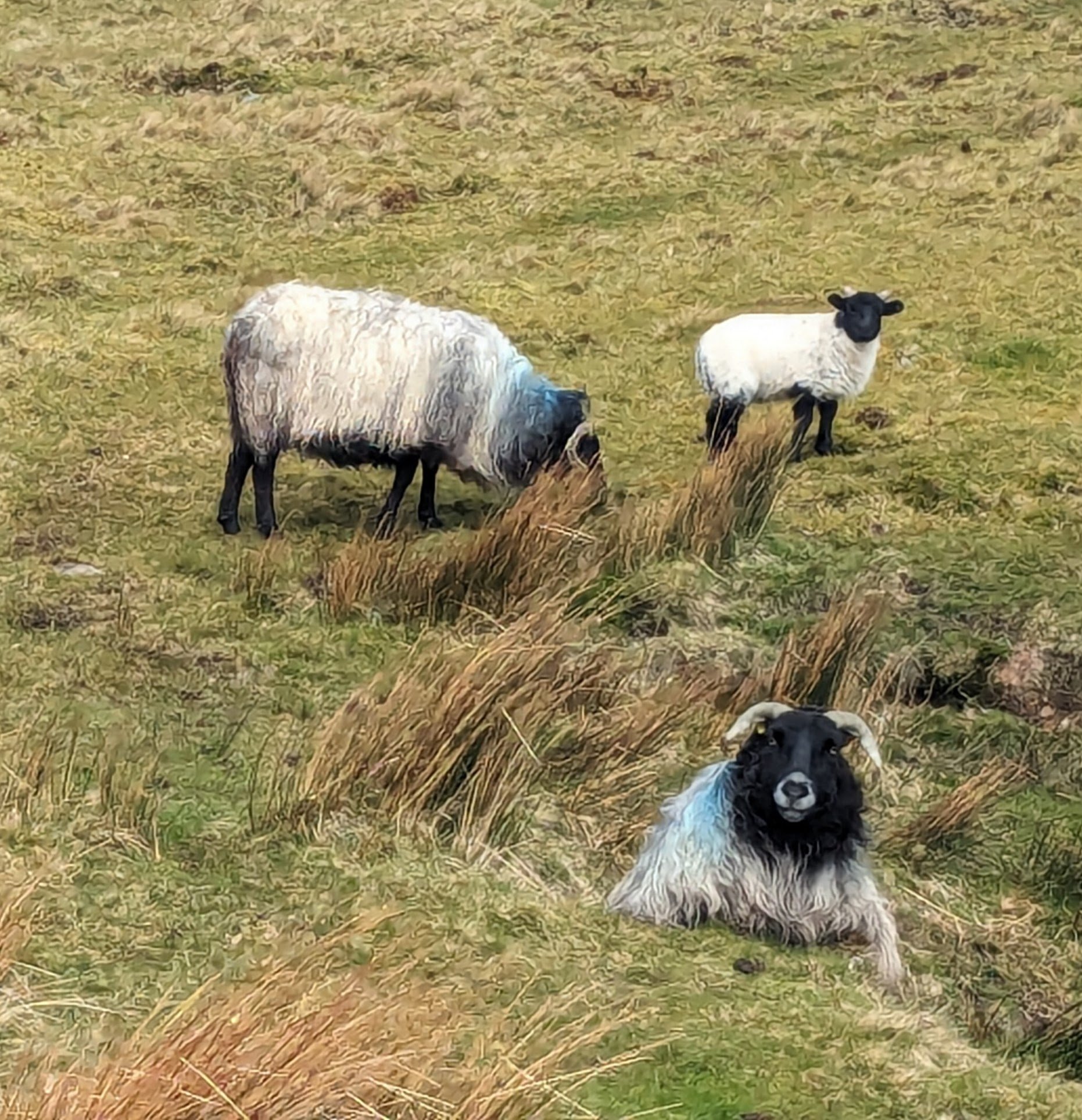 Little Roads Europe Ireland countryside sheep.jpg
