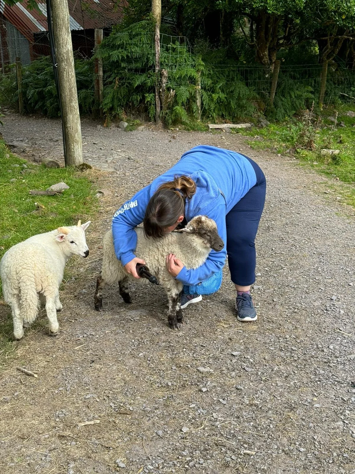 Little Roads itinerary clients Ireland sheep.jpg