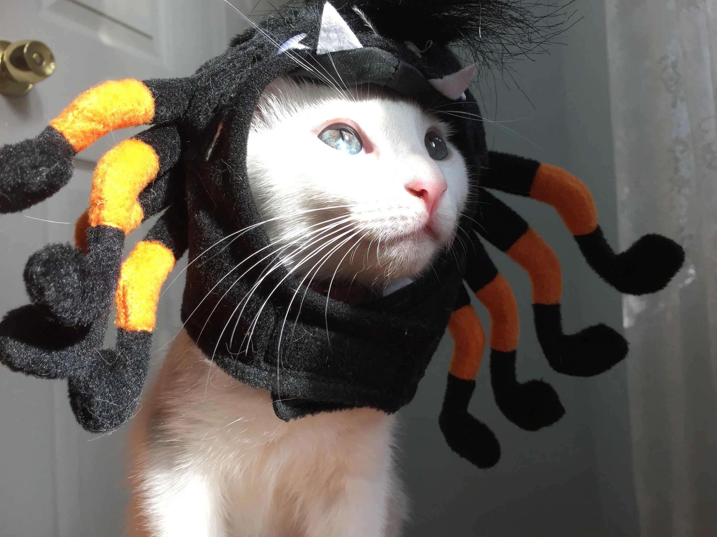 Little Roads Wraps 1st Podcast Season with Halloween in Italy