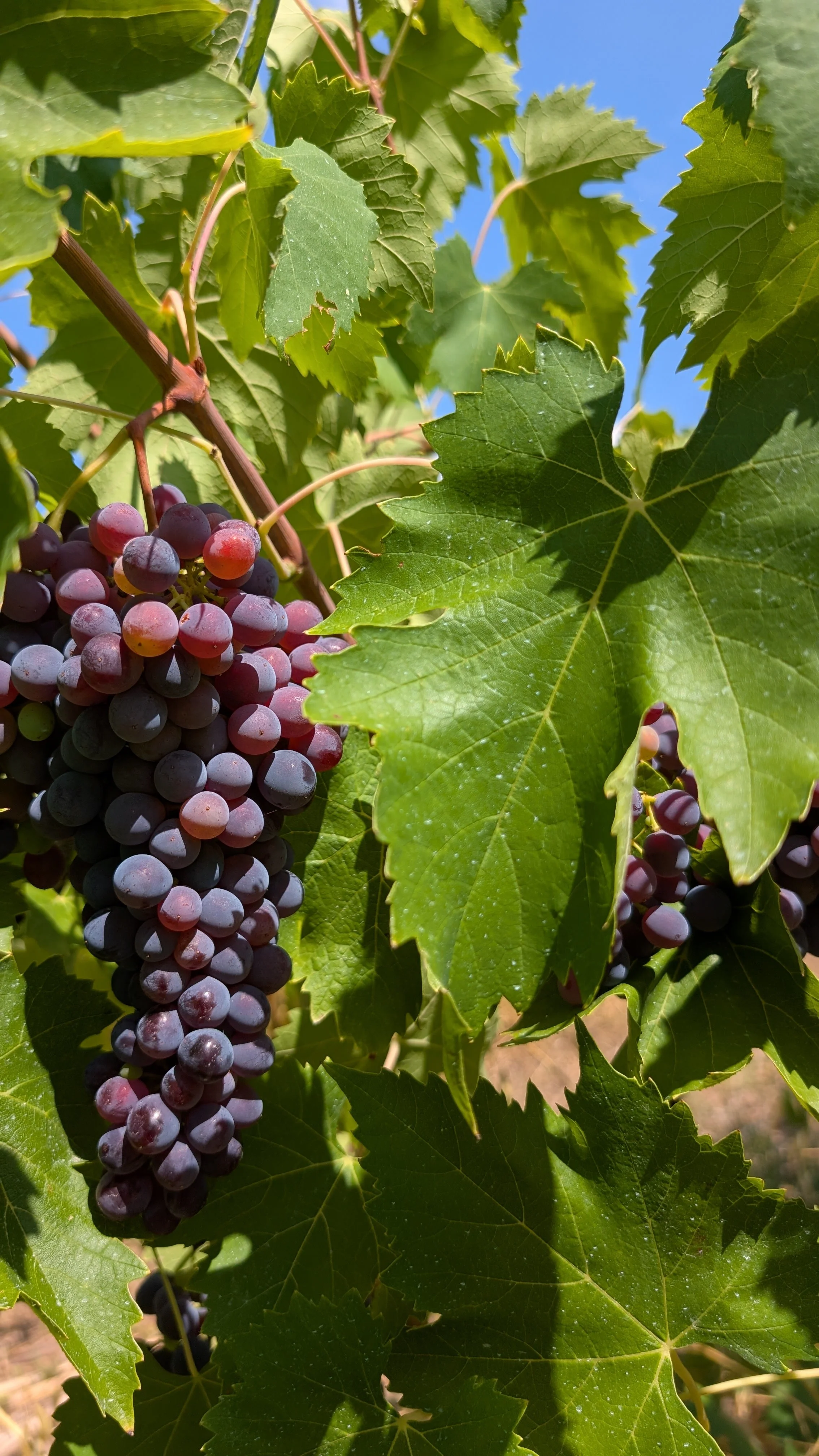 Little Roads Chianti grapes.jpg
