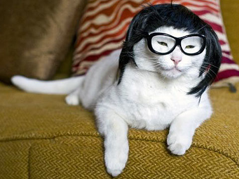 This cat is the most important thing happening in Washington DC today.