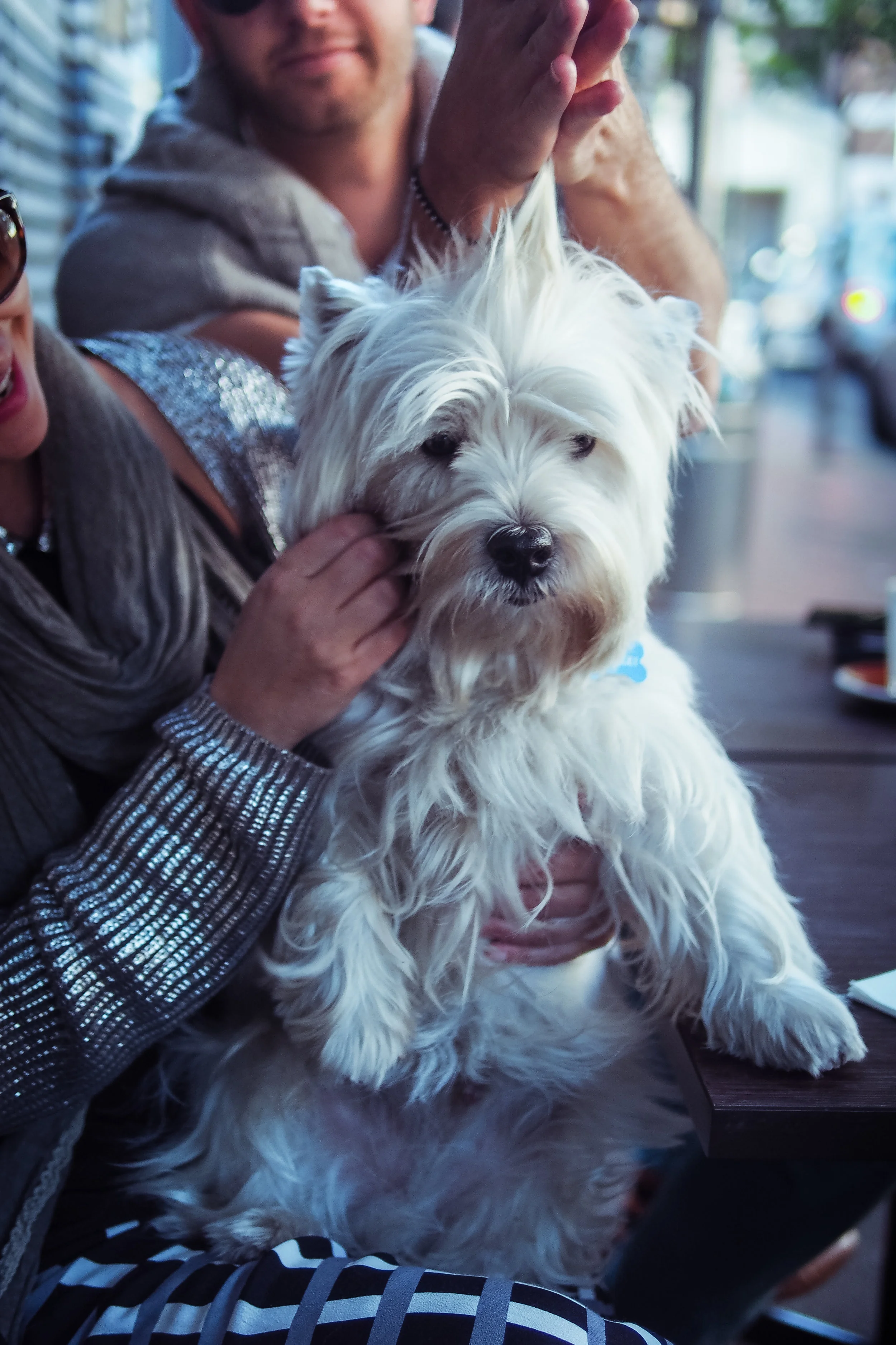 bosley-1.jpg