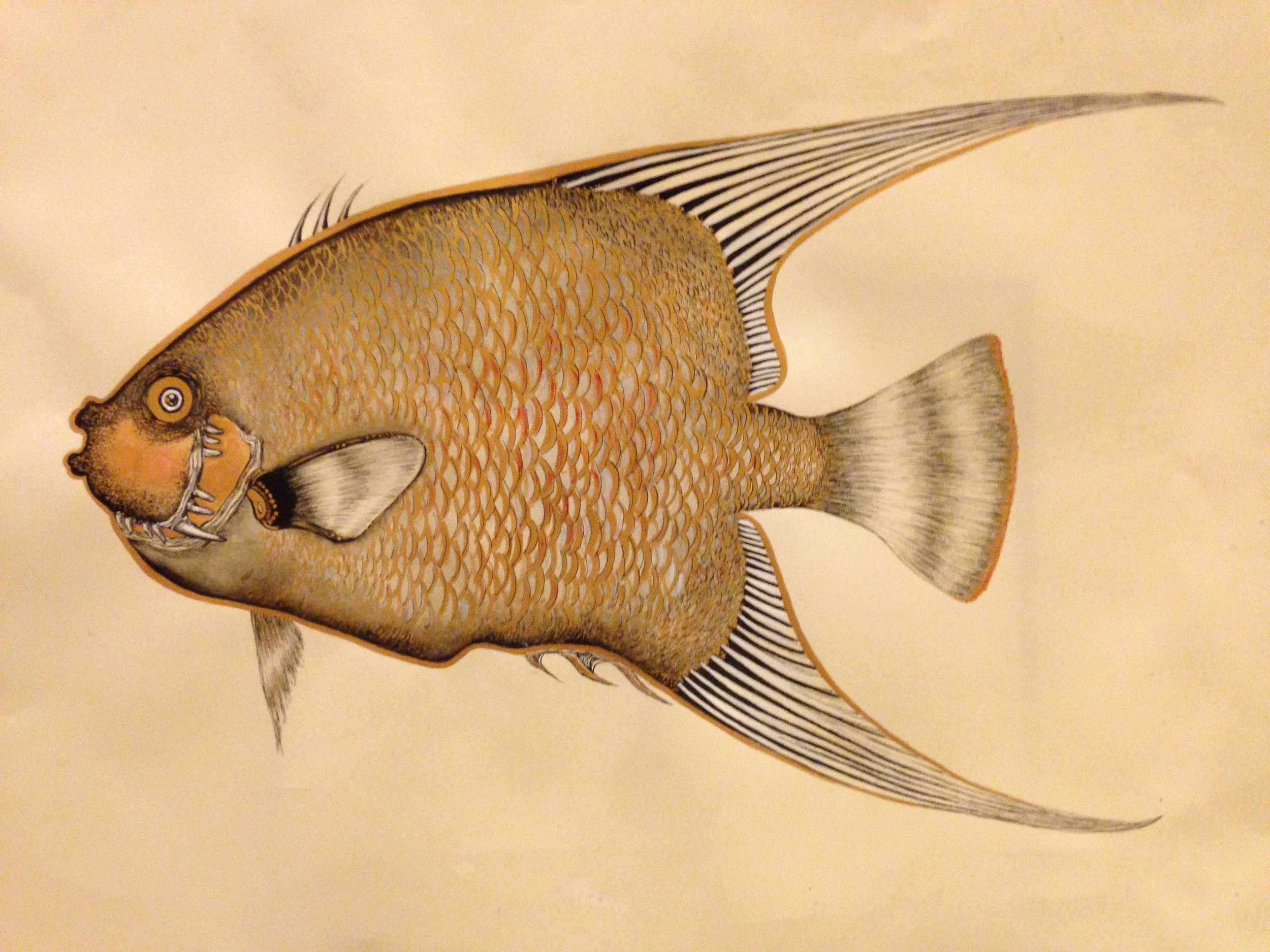 Gilded Angelfish 1mb.jpg