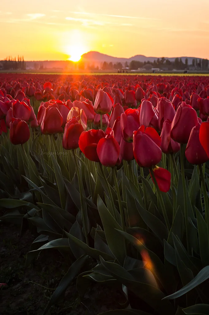 Tulip 037
