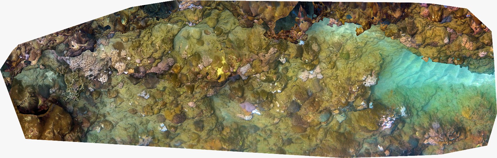 PHOTO OF CORAL MAPPING