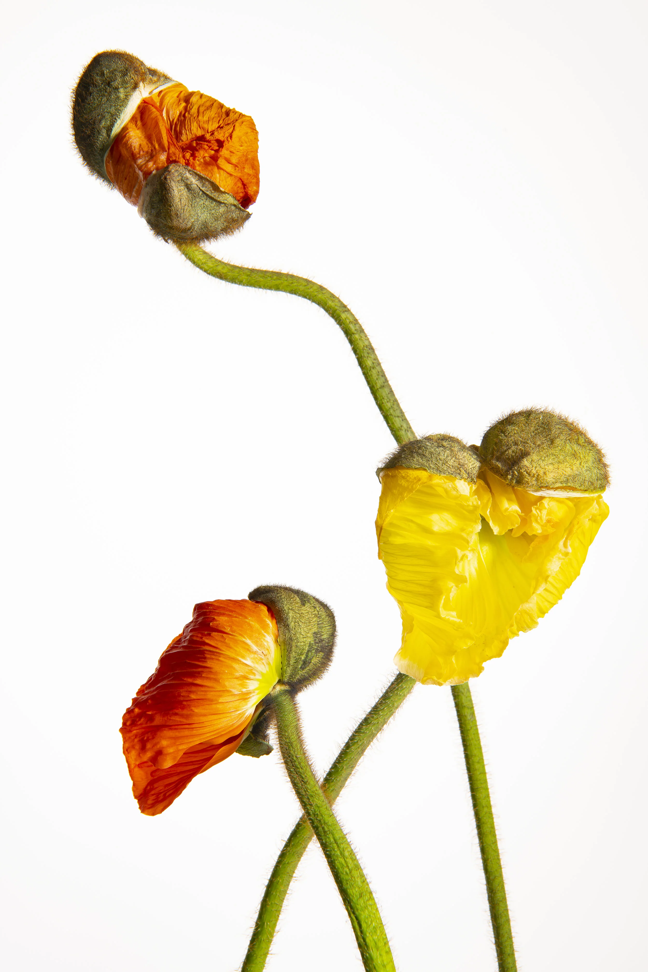 Mohn-060.jpg