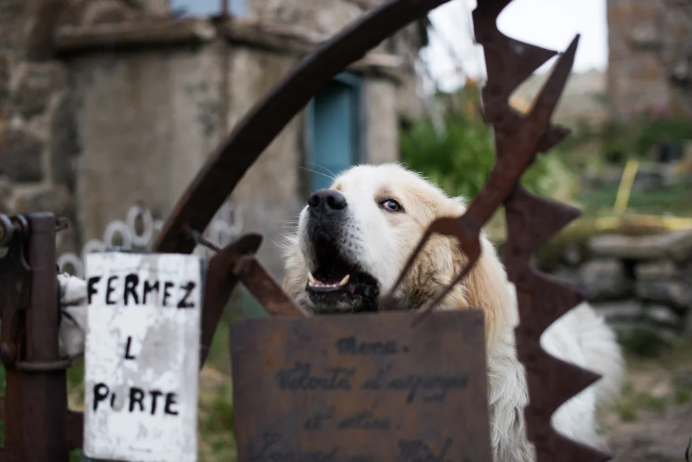 pellequer 2016 - 2911.jpg