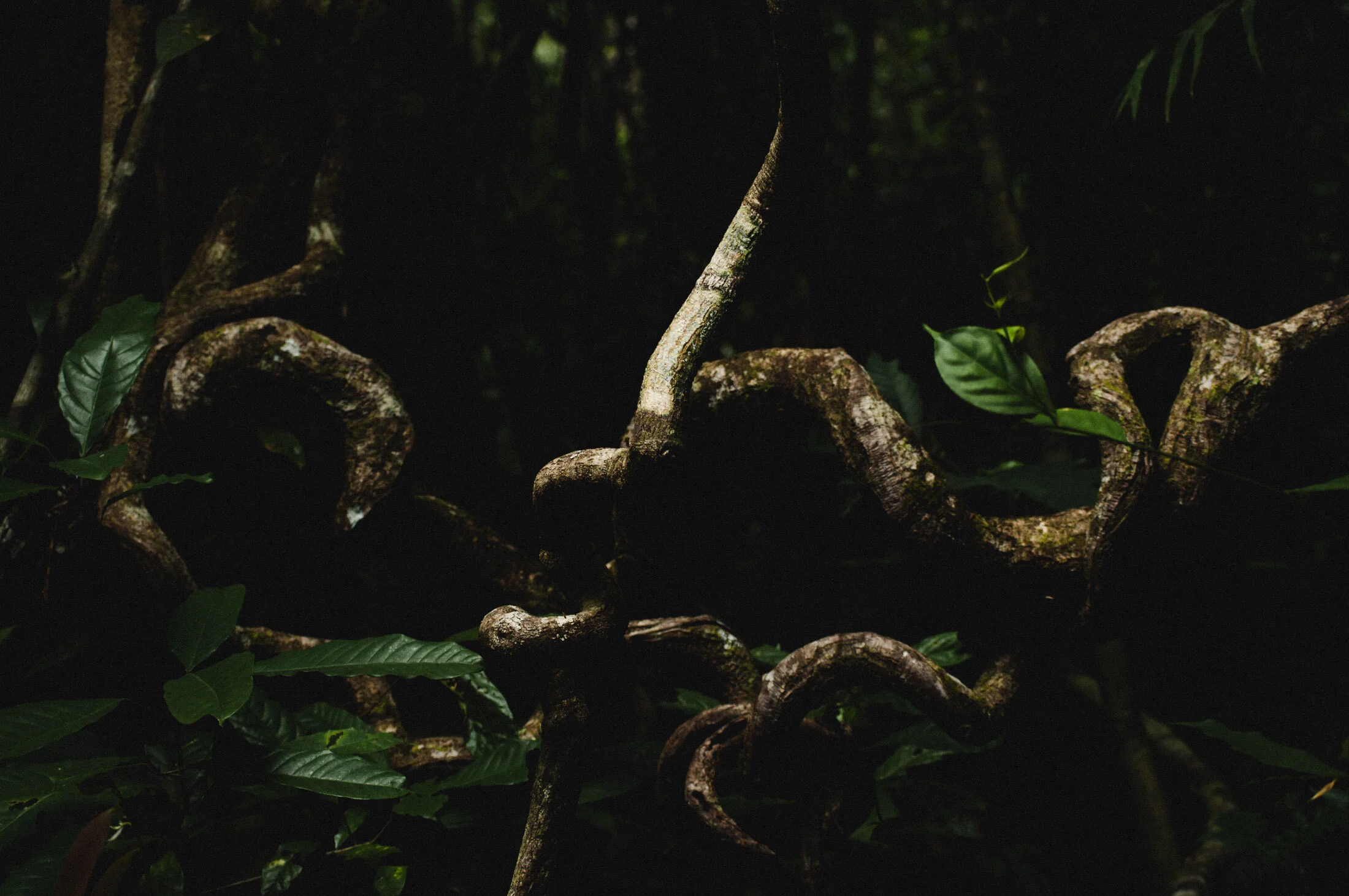 09-observation forest 1 073-web09.jpg