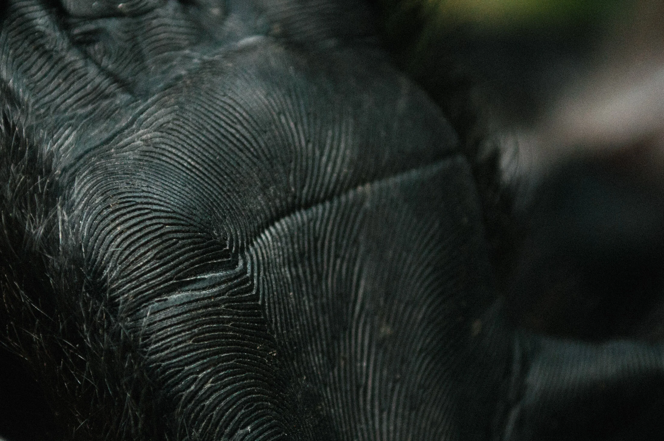 12-langur 07-web12.jpg