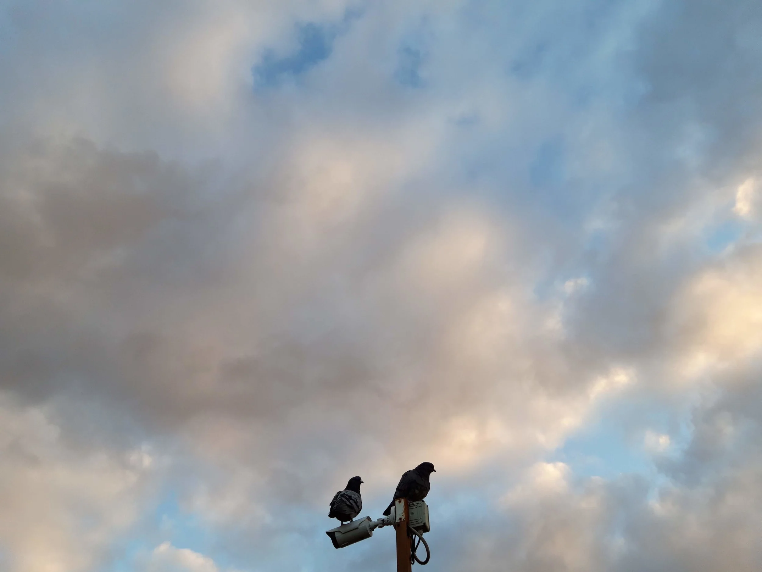 for every pigeon with a stoop, via casilina, 31 january 2019, 7:44am