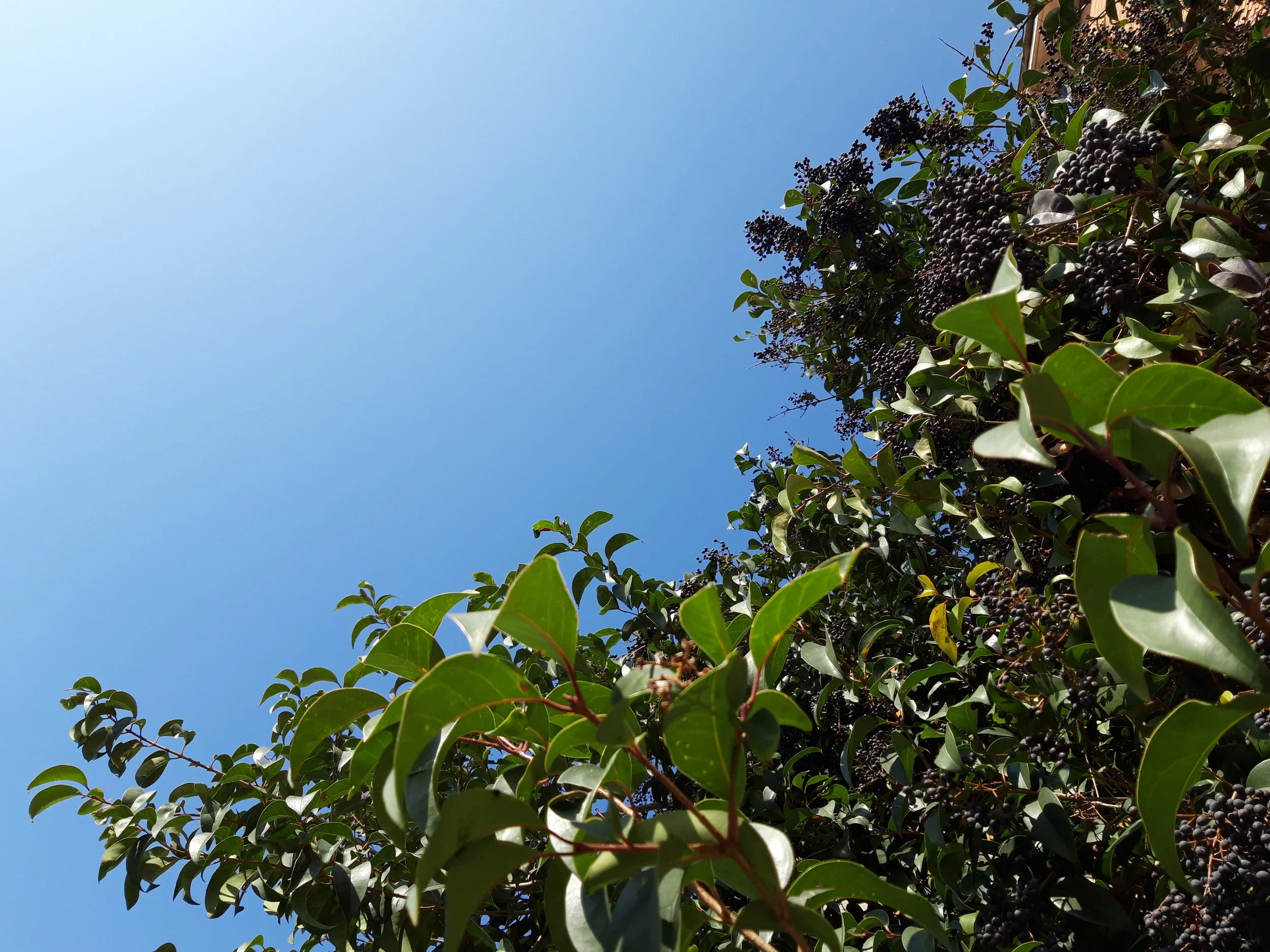 fruit hanging heavy in the late-winter sun, via casilina, 22 february 2019, 11:30am