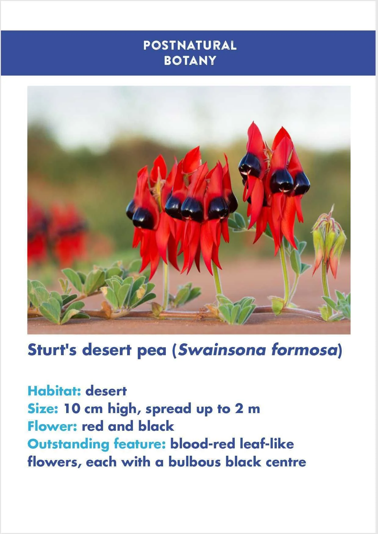 11_Sturts_desert_pea copy.jpg