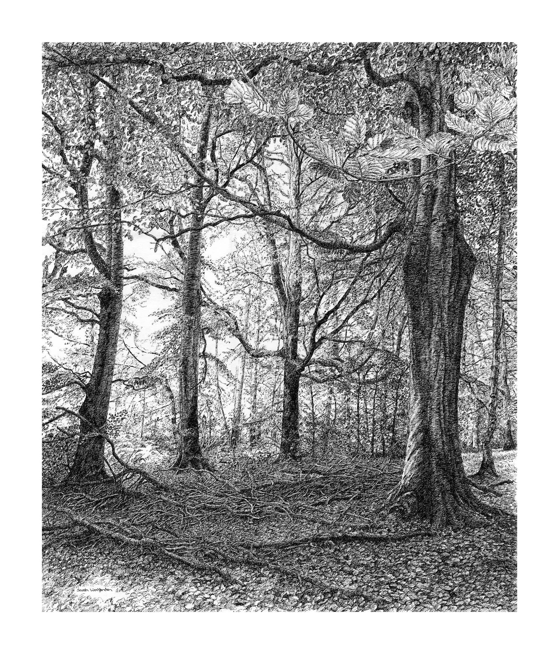 Original Drawings — Sarah Woolfenden
