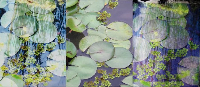 "LilyPad Triptych,"