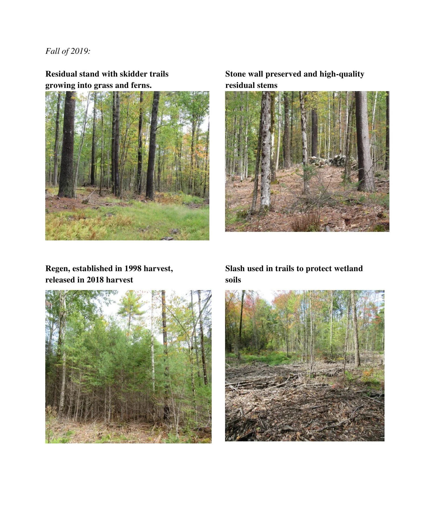 Your Woodlot After Harvesting An Example — Southern Maine Forestry