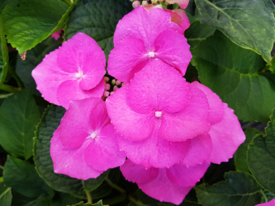 Hydrangea flower from my garden - Summer 2017 Tip: Admire nature to enliven the 'Awe' factor