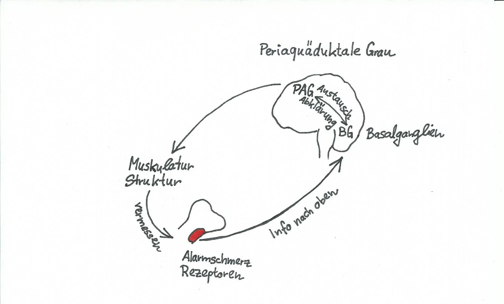 BLOG Bild Schmerzerklärungs Modell.jpg