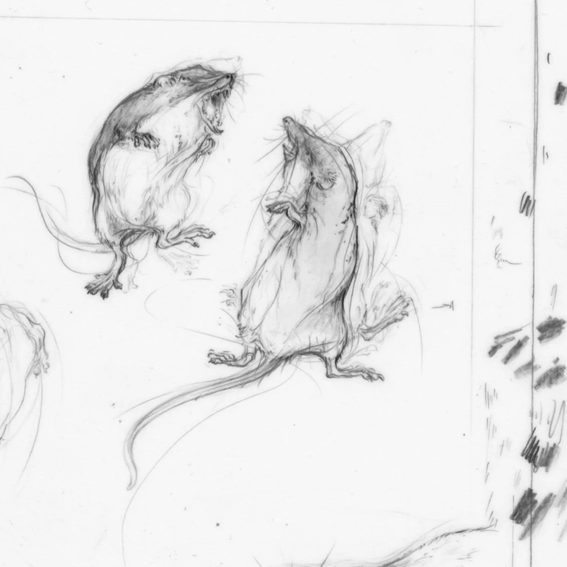 rotzahnspitzmaus_final_web_a.jpg