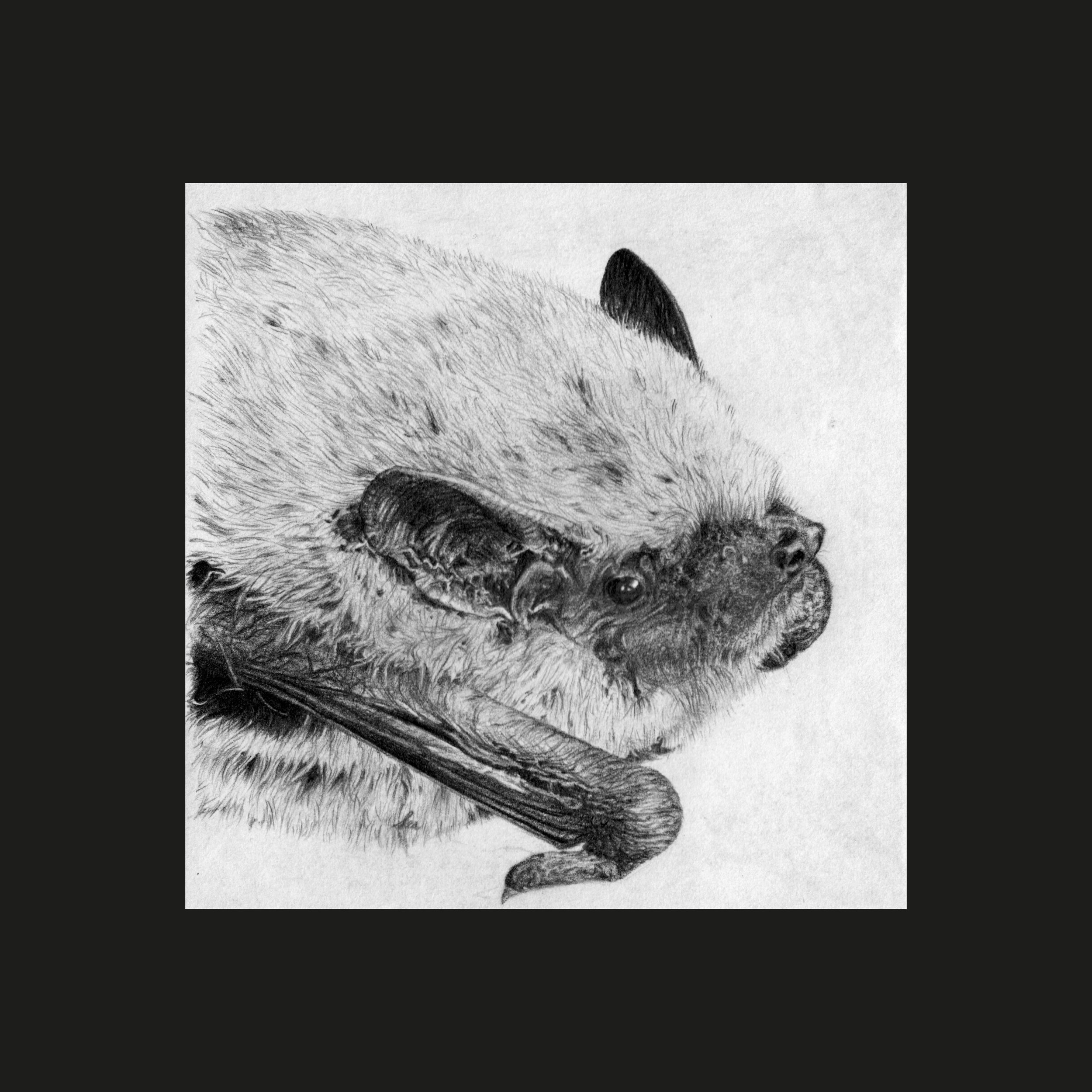 pippistrellus pipistrellus_orig_web_a.jpg