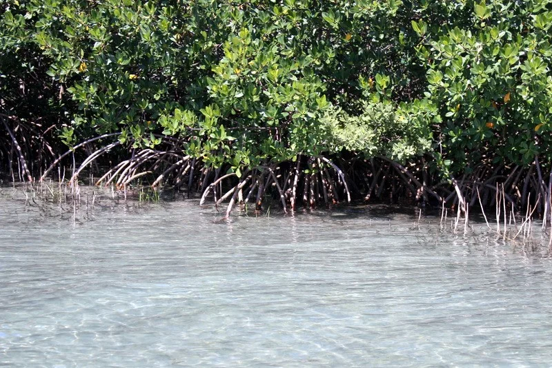 Red mangroves growing along the shoreline. Photo by Jimmy Jacobs