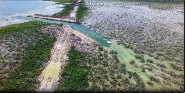 tarpon.jpg