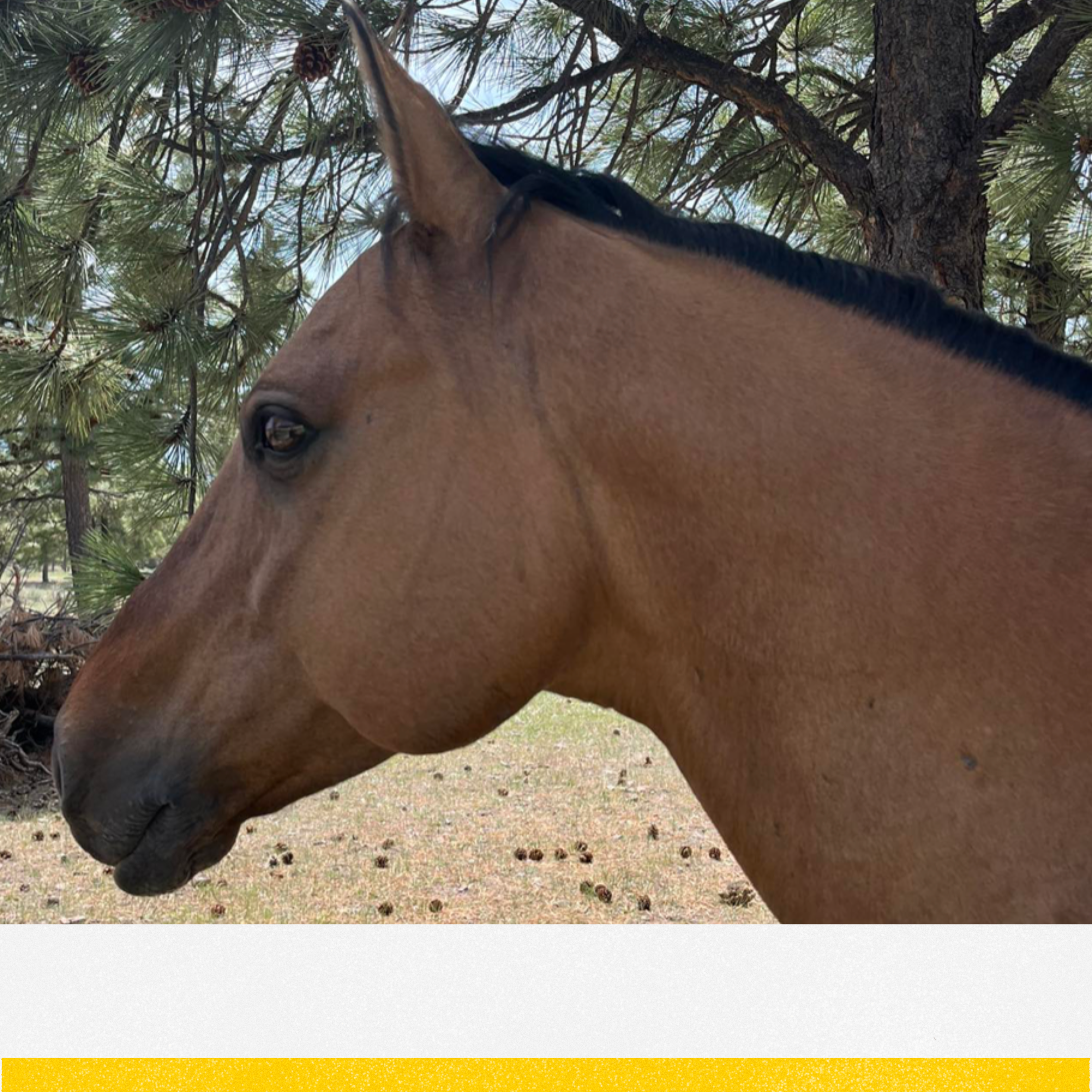 horse experience .png