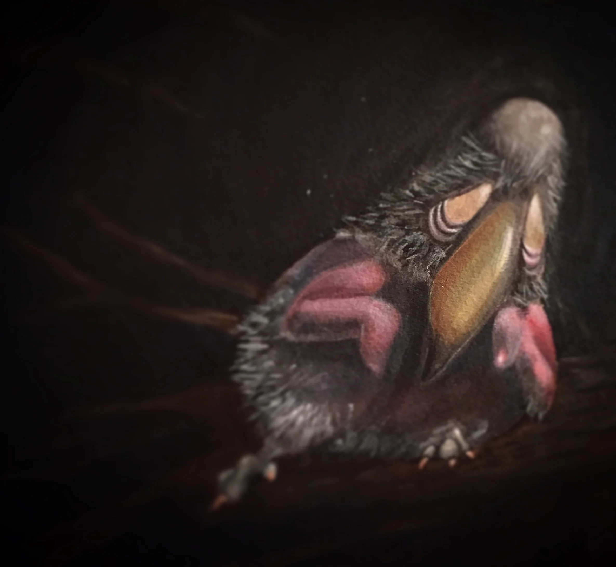 Avifauna Syndrome, Acrylic, 10 x 12" 2015.