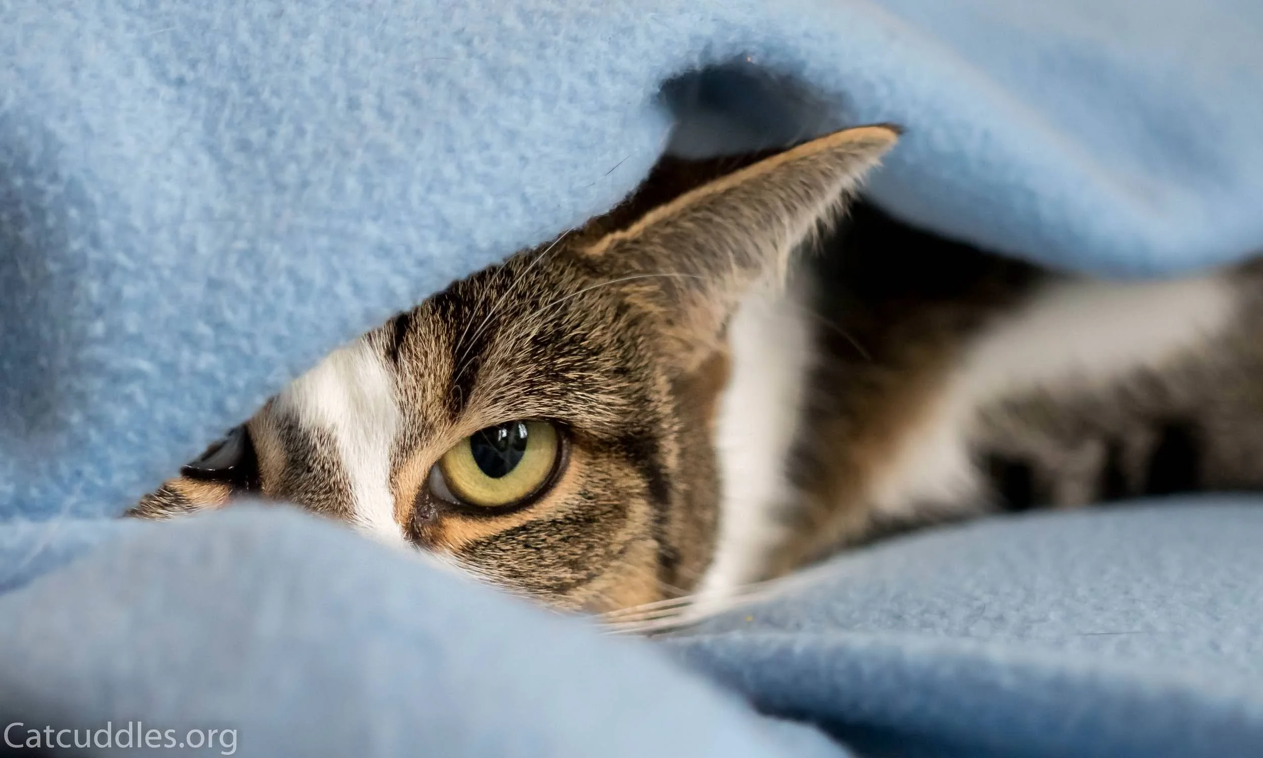 Donate Goods Items — Catcuddles London London Cat Sanctuary