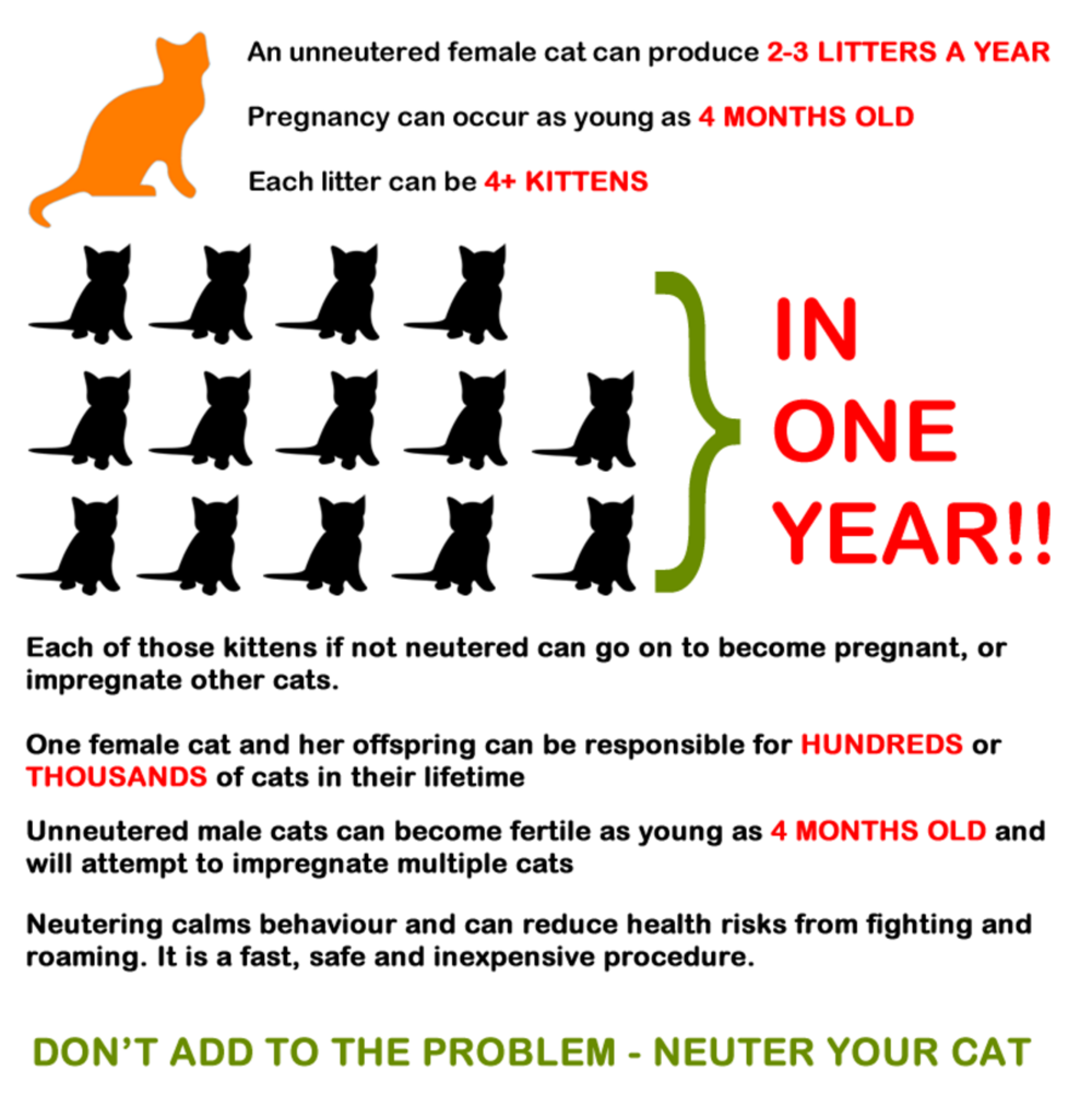 what age to neuter a cat uk