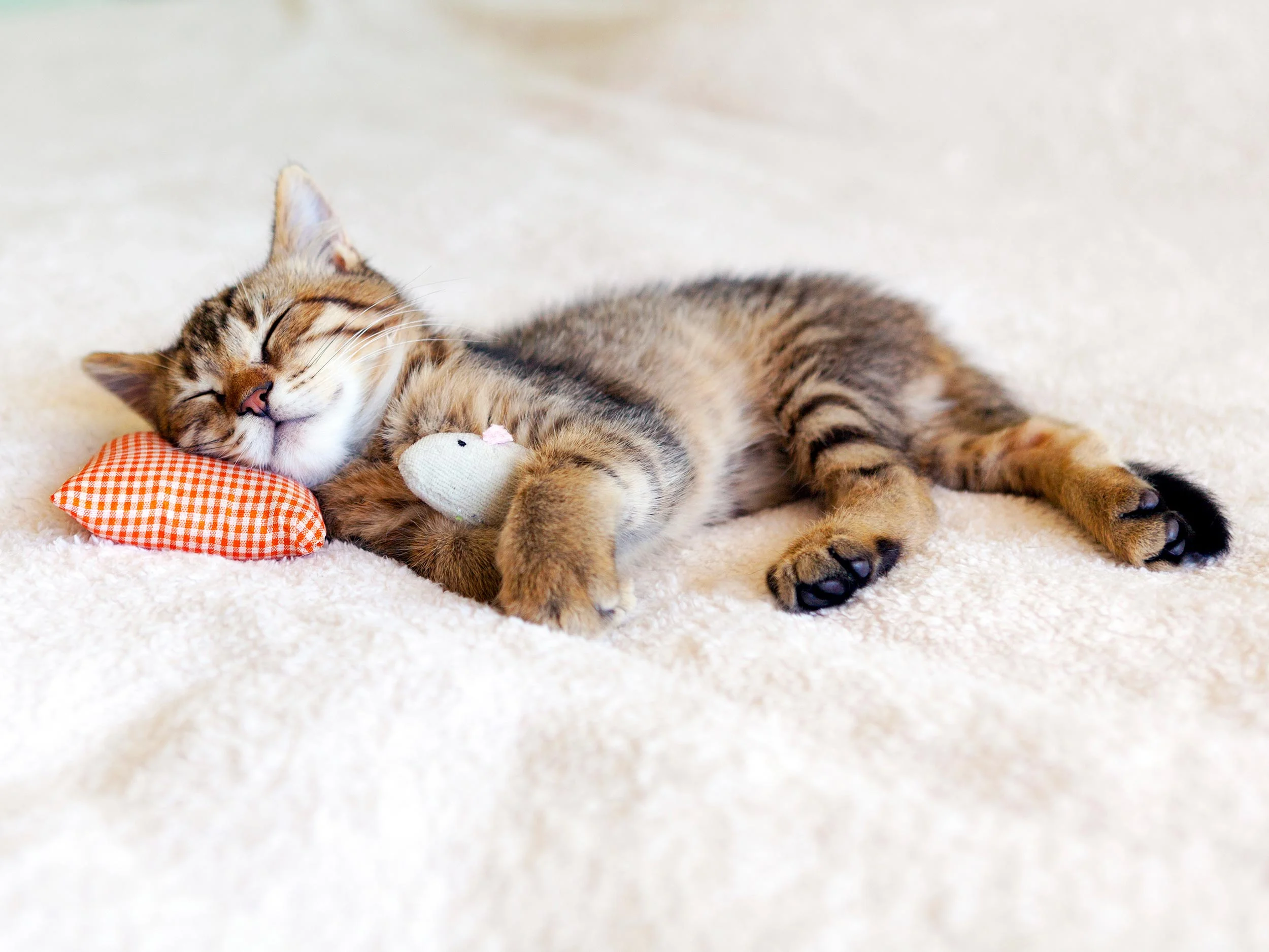 indoor cats for rehoming