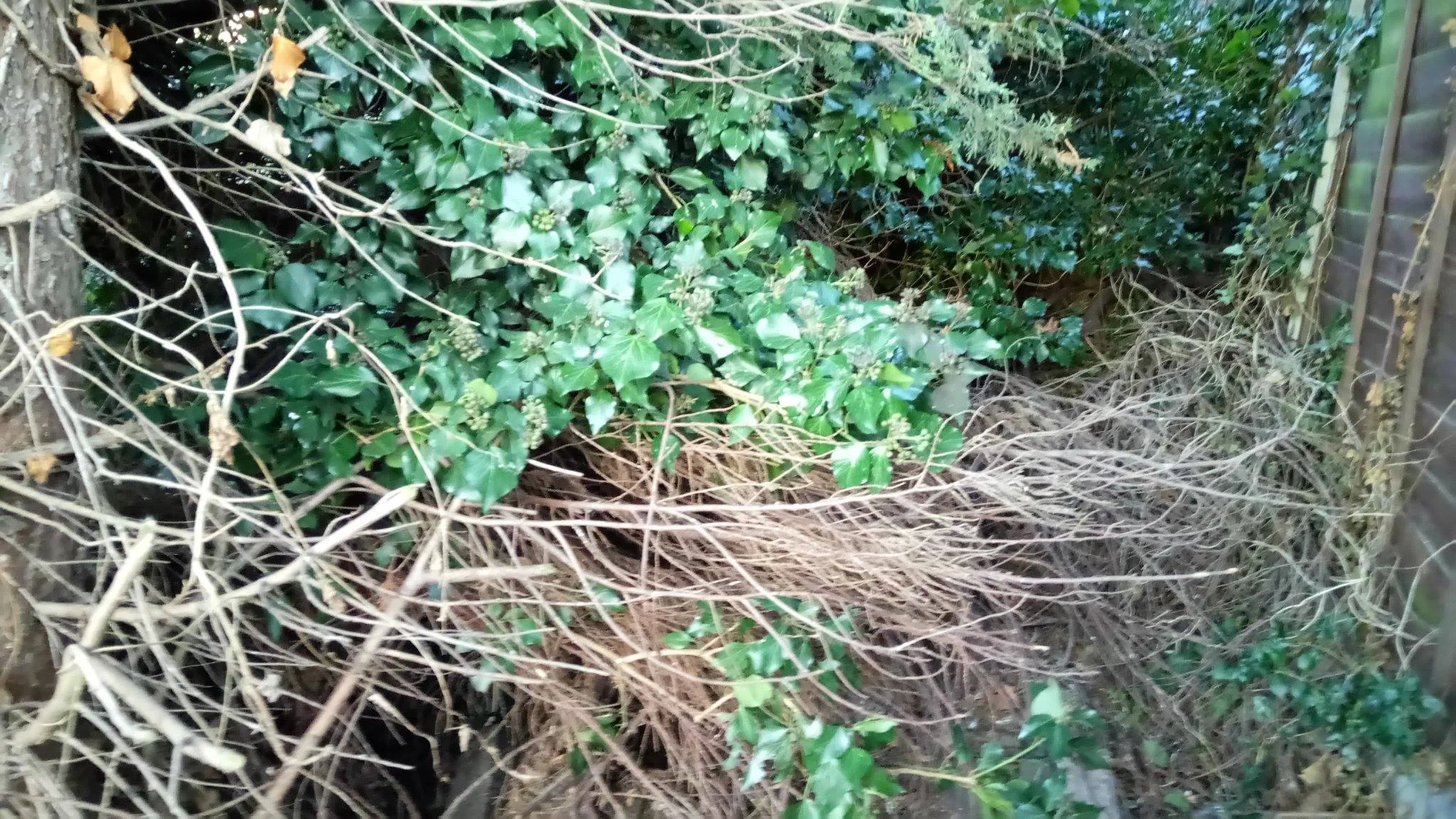 Where the cat family were living - click here for video