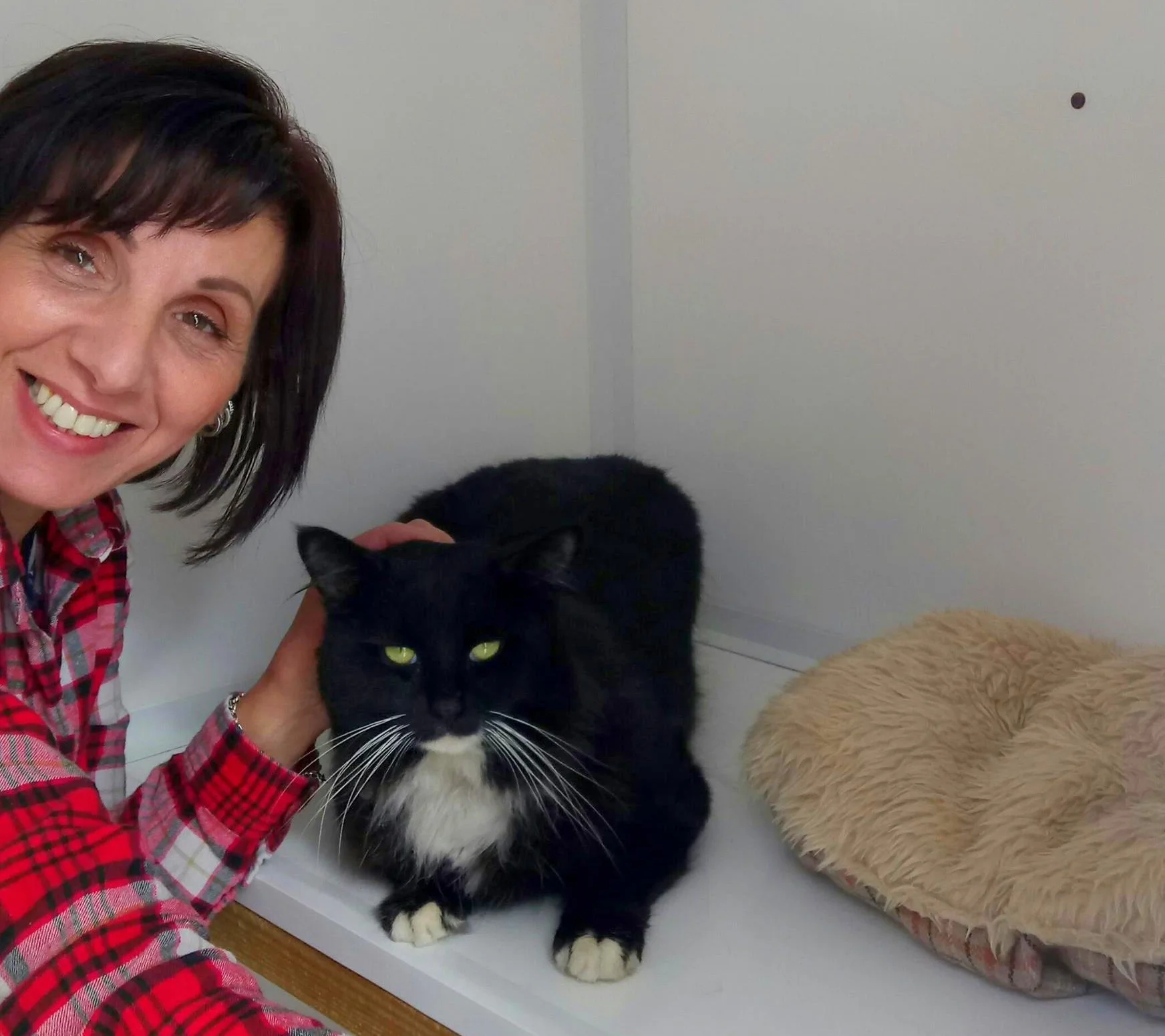 volunteering with cats near me